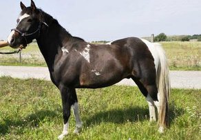 Horse Breed Lewitz