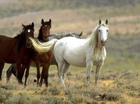 Mustang Horse