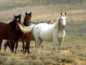 Pferderasse Mustang