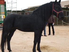 Horse Breed Murgese