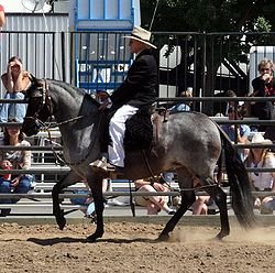 Horse Breed Paso Peruano