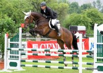 KWPN Horse