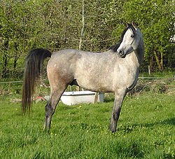 Horse Breed Shagya Arab