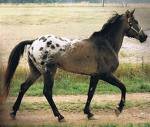 Horse Breed Tiger Horse