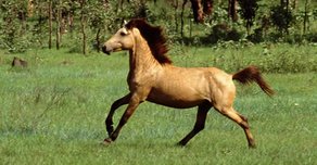 Horse Breed Timor Pony