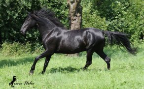 Horse Breed Menorquin