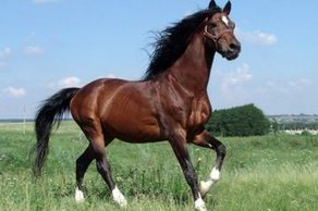 Horse Breed Ukraninian Saddle Horse