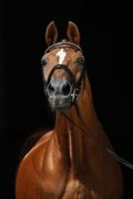 TOP-Stallion Weltmeyer passed away