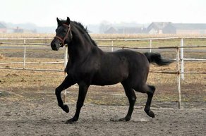 Horse Breed Wielkopolski