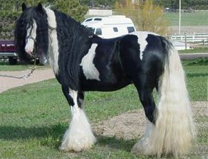 Horse Breed Tinker