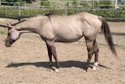 Junge Quarter Horse Nachwuchsstute mit außergewöhnlichem Charakte