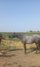 Lipizzaner for sale 