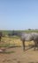 Lipizzaner for sale 
