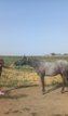 Lipizzaner for sale 