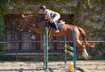 eye catching promising mare - show jumping/EQ