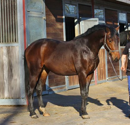 Dressage gelding out of Grand Prix line