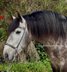 Beautiful stallion / Clean xrays
