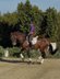 DRESSAGE AMATEUR HORSE 