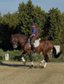 DRESSAGE AMATEUR HORSE 