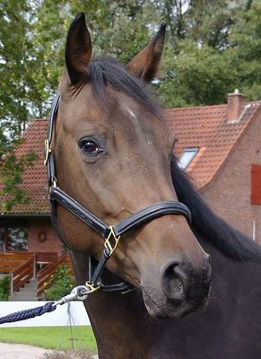 Clariella of Comte