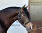 Gorgeous stallion Lusitano - buckskin color