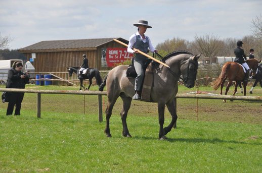 Deckhengst in grulla