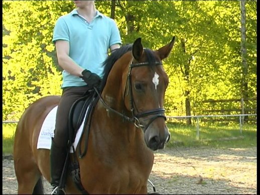 Elegant dressage gelding with talent for smal jumps