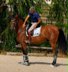 Nice PRE for amateur rider!