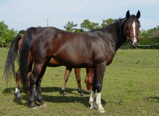 fresian horse