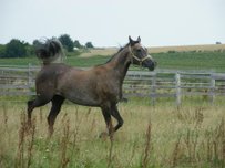 Arab Horse