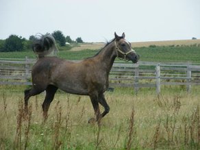 Horse Breed Arab