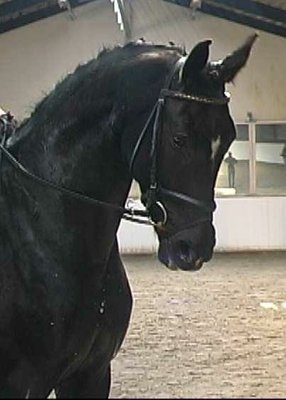 Oldenburger Prämienstute aus Grand Prix Stamm