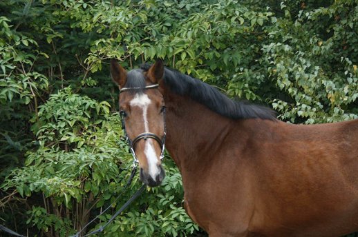 5-year-old Holsteiner mare placed M *