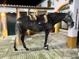 Lusitano mare 4 years old