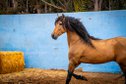 Breeding stallion Falbe ridden 13 years!! / full papers