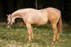 Bildschöner Quarter Horse Nachwuchs von Best Spook