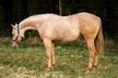 Bildschöner Quarter Horse Nachwuchs von Best Spook