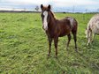 toller Quarter Horse/Appaloosa Pony Mix Hengstjährling 