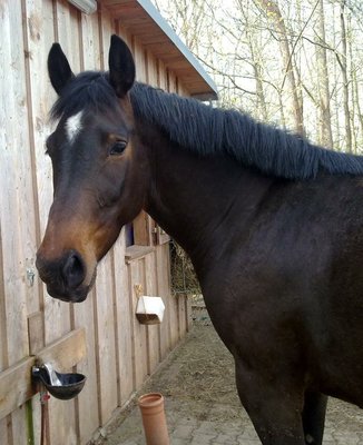 my pretty Ziron
