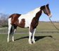 Brauner Tobiano Paint Quarter Horse Wallach. 