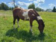 Kräftiger, unerschrockener Paint Horse Wallach