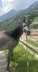 2-Year-Old Arabian Mare with Prestigious Pedigree