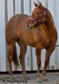 Exklusive Quarter Horse Stute mit vielversprechendem Nachwuchs