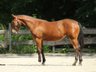 American Quarter Horse, Stute, 1 Jahr, Braun, 1,55m gesch. Endmaß