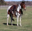  Flashy, Fancy Broke Trail Mare