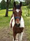 Speed Racking Horse Jährling Wallach
