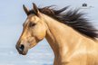 Martini von Steinreb-Spanisches Sportpferd, Stute, 4 Jahre, Falbe