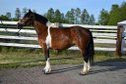 3y.o. Schecke Mare - 1,60 Stm - Baroque Type