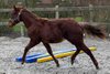 Liebenswerte Quarter Horse Nachwuchsstute aus bester Aufzucht