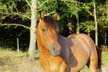 Schicker Quarter Horse Junghengst mit tollem Charakter